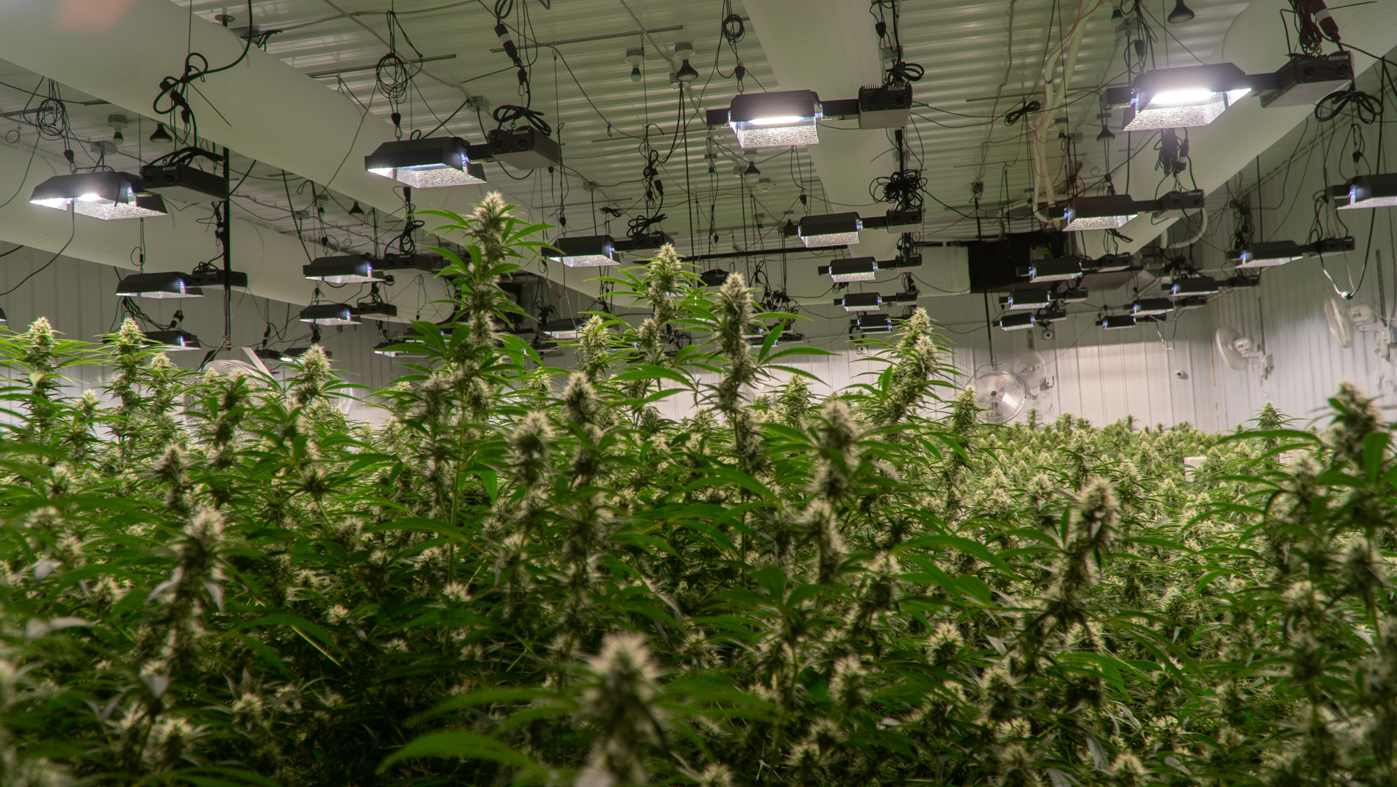 High Mountain Cannabis Company grow house interior, USA, 2