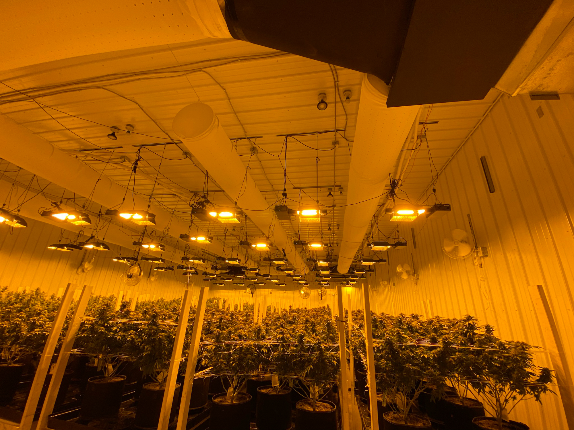 White air ducts installed inside a cannabis grow house, 2