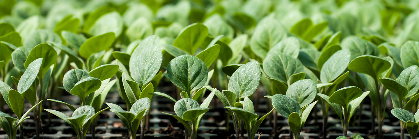 Plant sprouts growing in a greenhouse, 2