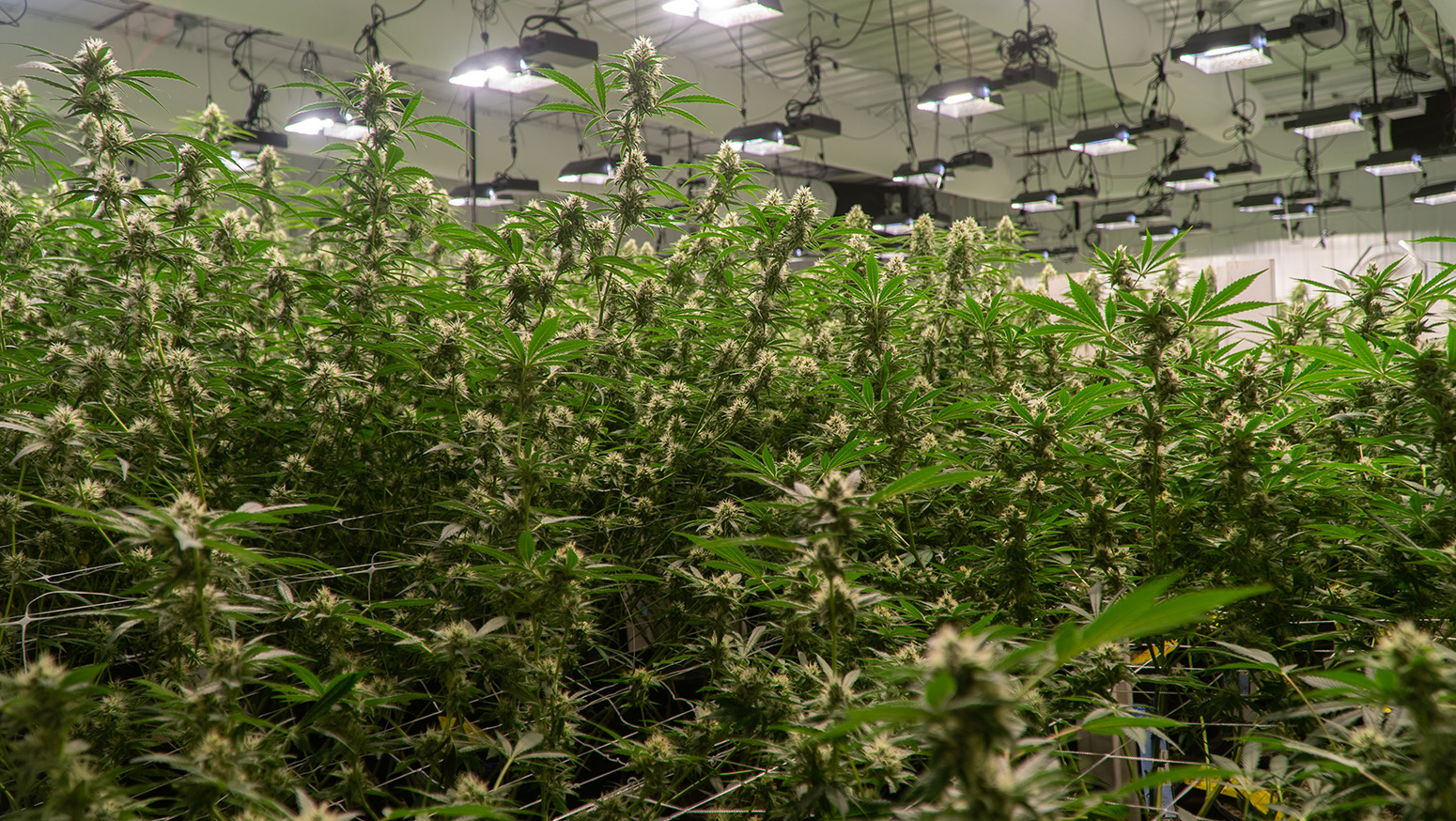 White ducts for air conditioning inside a cannabis farming facility, CA
