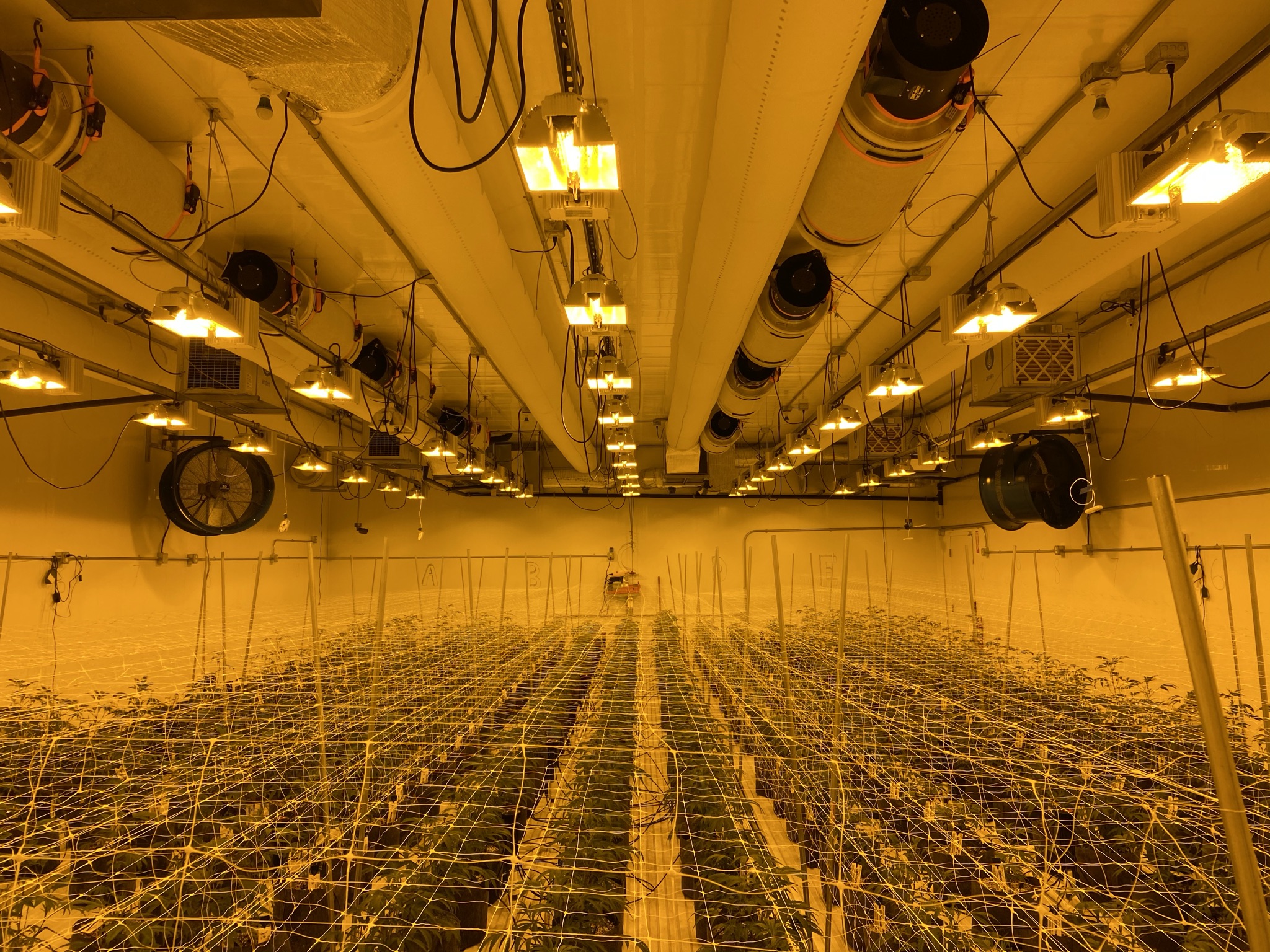 White duct systems in High Mountain cannabis grow facilities, USA