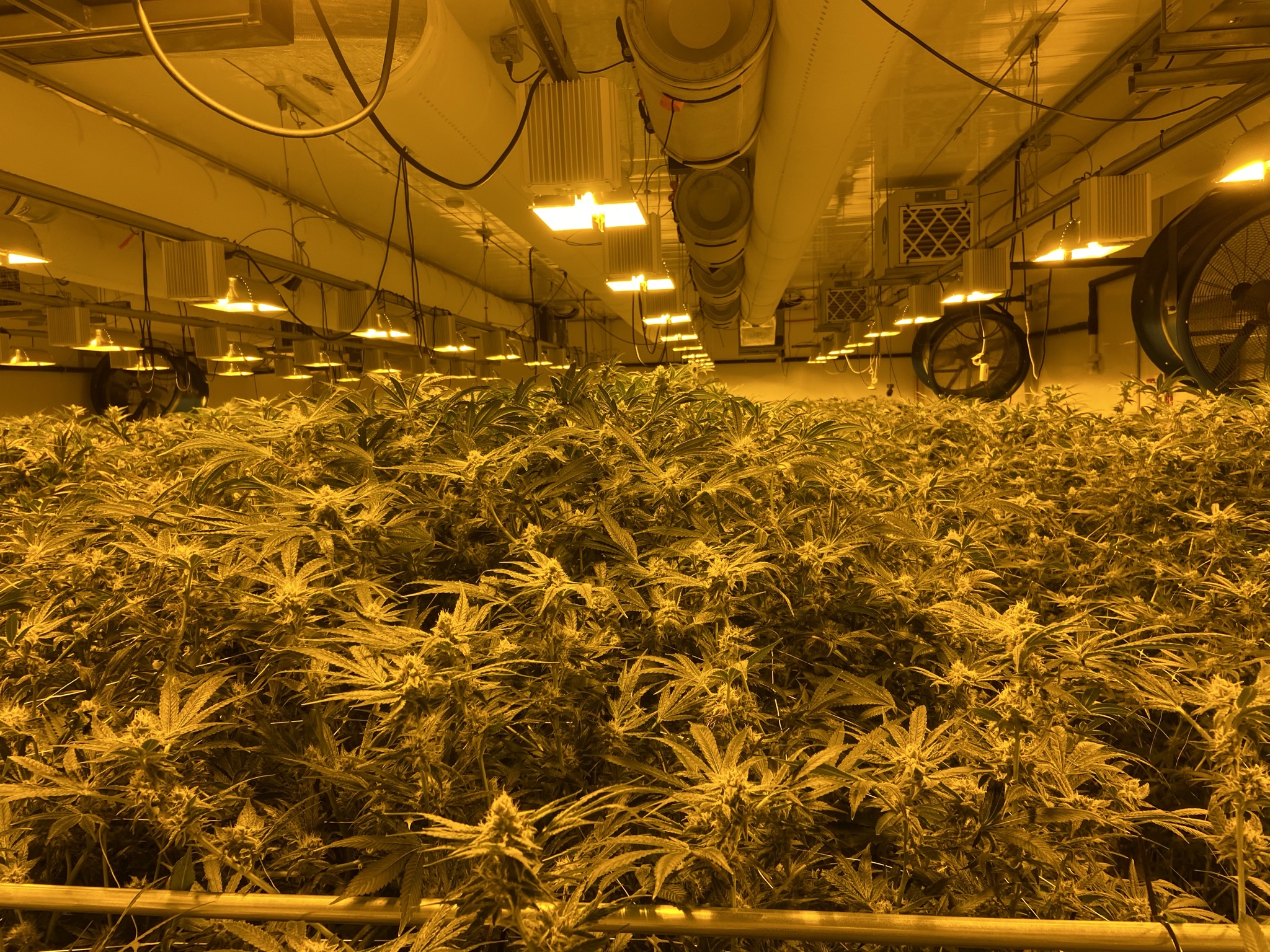 High Mountain cannabis farm, USA