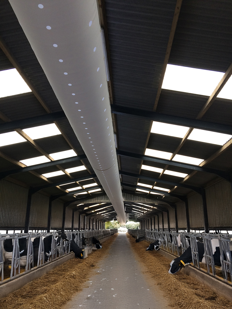 Installation von textilen Luftkanälen für effiziente Stalllüftung im Milchviehstall - Climabarn FabricAir