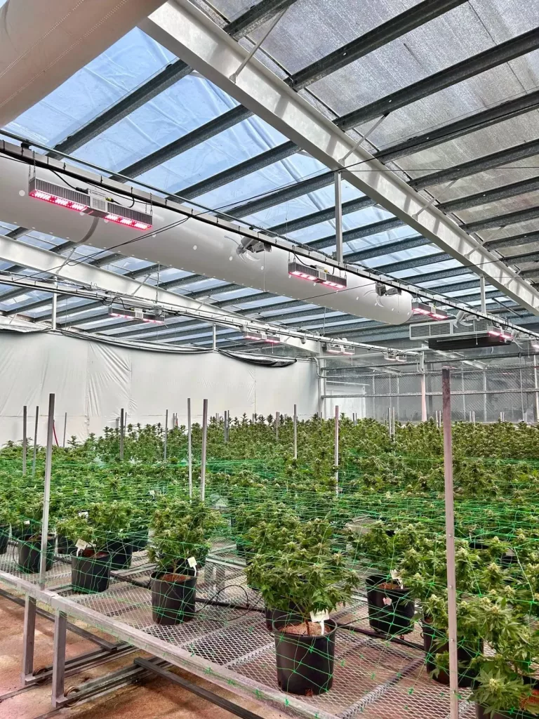 FabricAir’s textile air dispersion systems utilizing white fabric ducts with OriFlow and SonicFlow installed at the OG Biomed grow facility in Puerto Rico