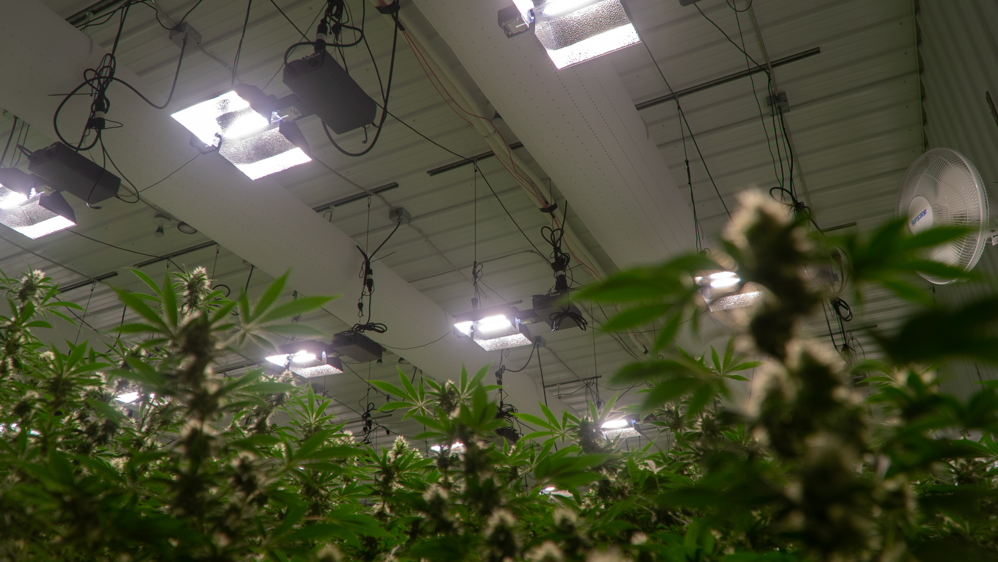 Two industrial use air duct systems with white ventilation ducts in High Mountain Cannabis Company growing facilities, Michigan, USA, 2