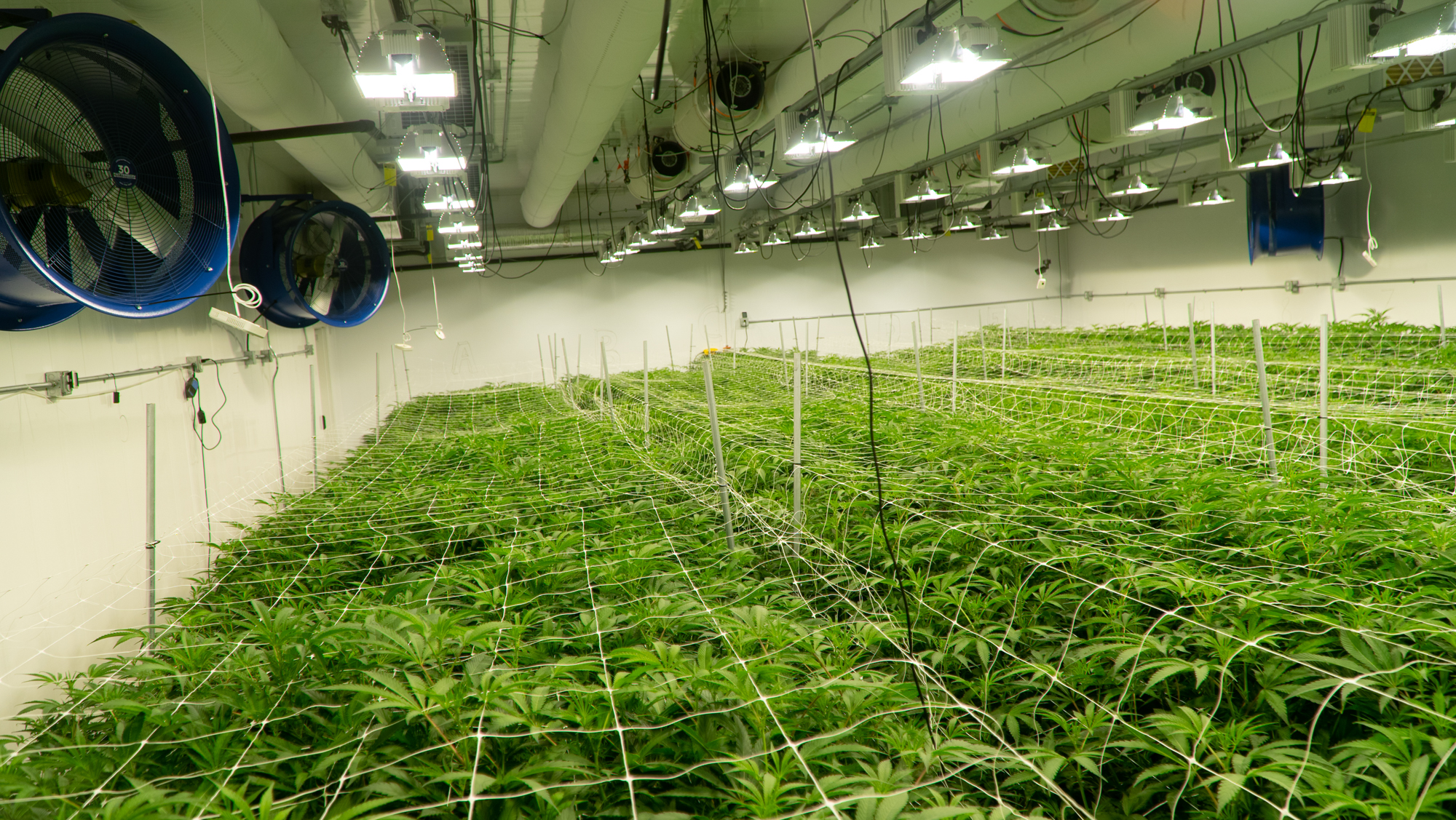 Air duct systems with white fabric ducts installed in High Mountain Cannabis Company farm, Michigan, USA, 2