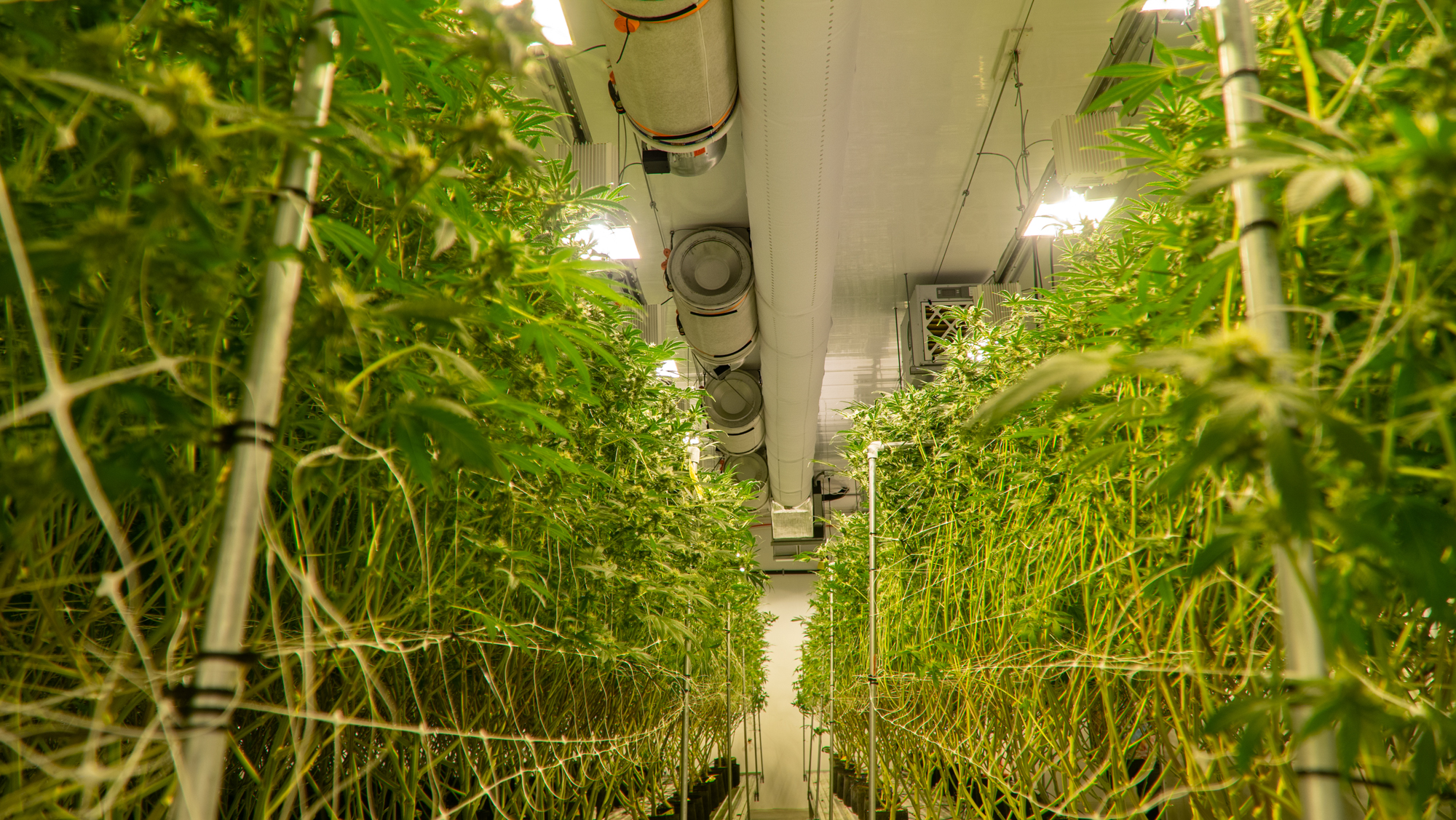 White ductwork system installed in High Mountain Cannabis Company farm, Michigan, USA, 2