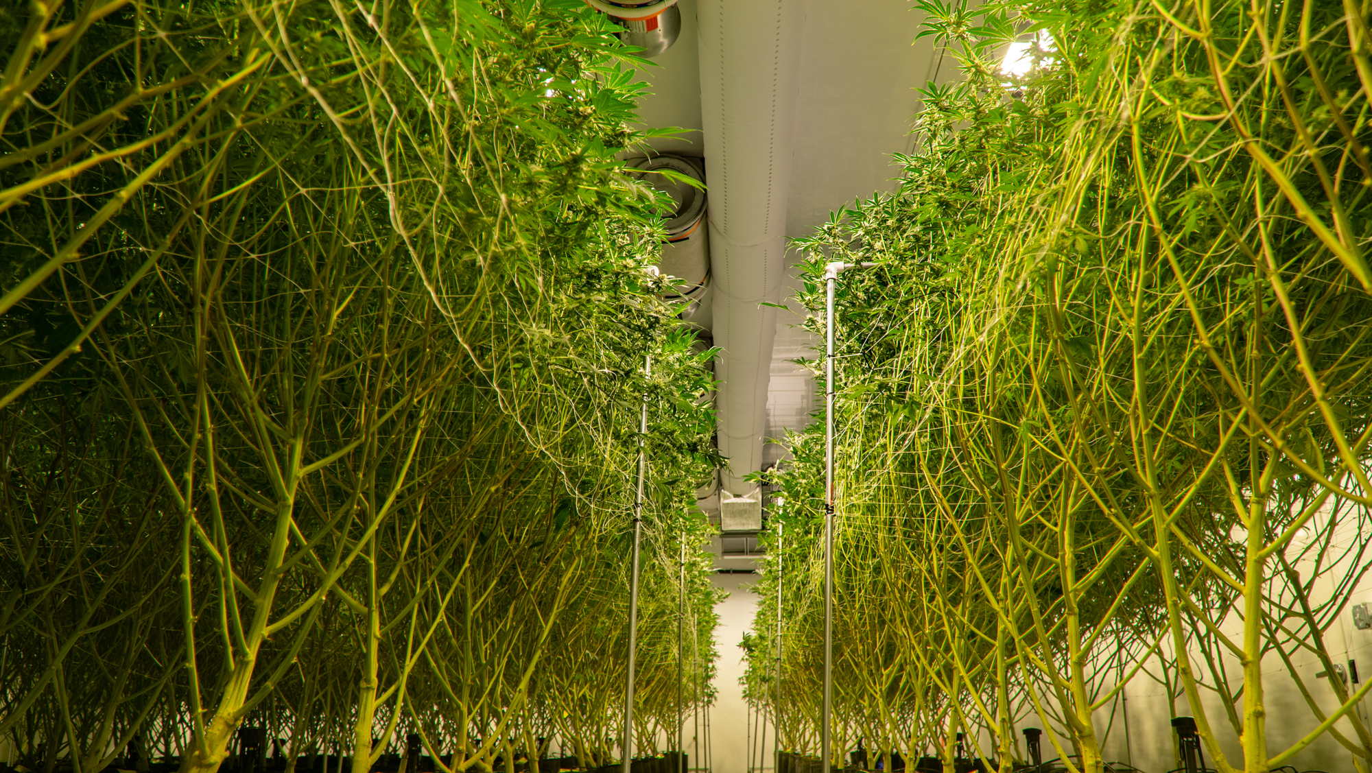 White air duct installed in High Mountain Cannabis Company farm, Michigan, USA, 2