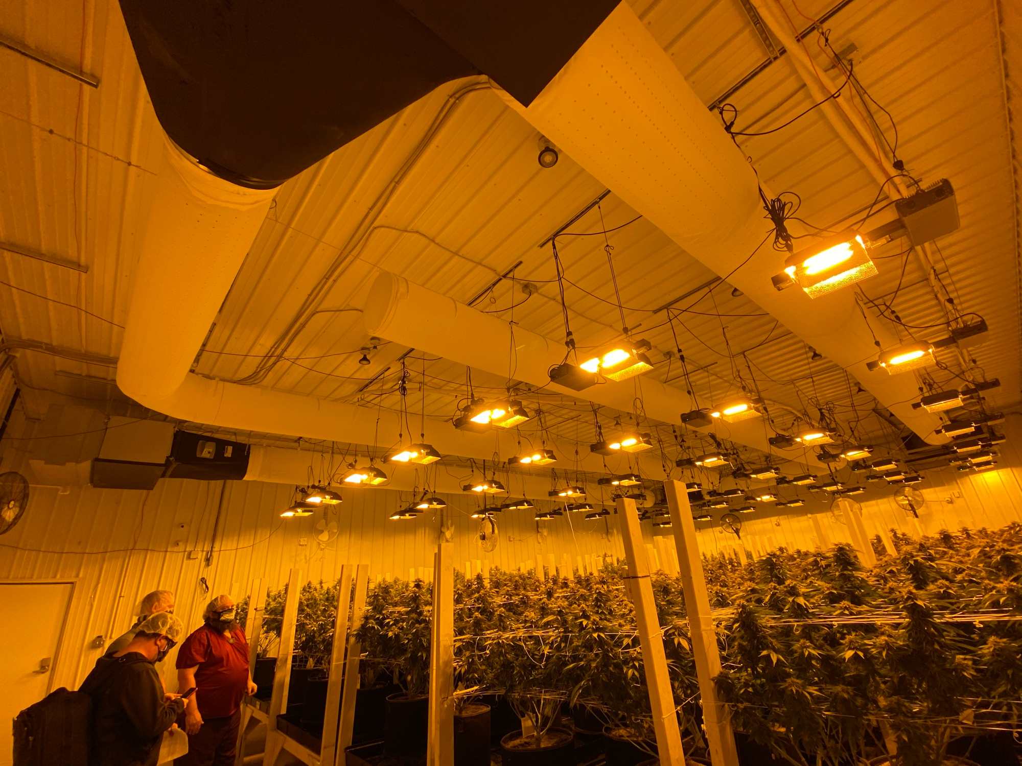 Air duct systems with white fabric ducts inside a canabbis plantation, UK, 2
