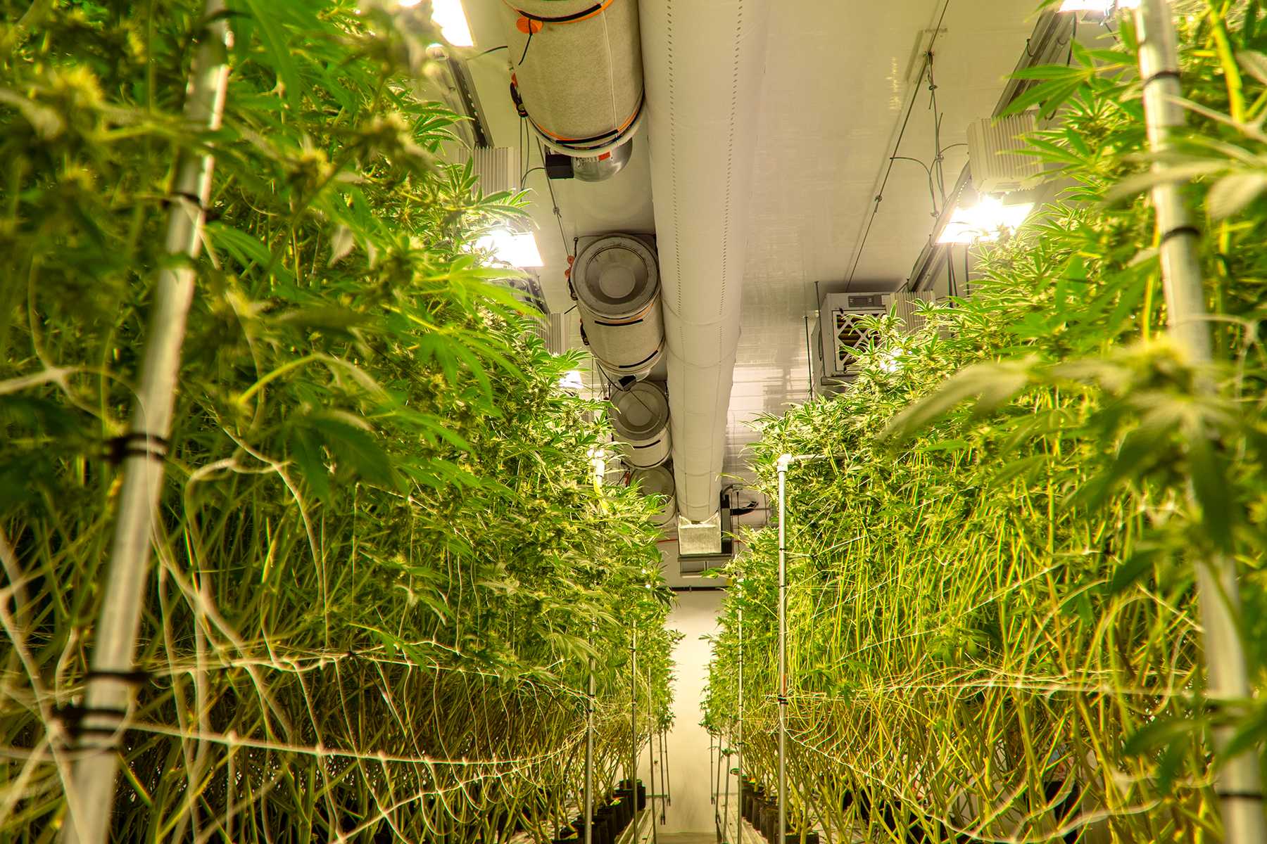 White air duct systems inside High Mountain Cannabis Company, Michigan, grow house, US, 2
