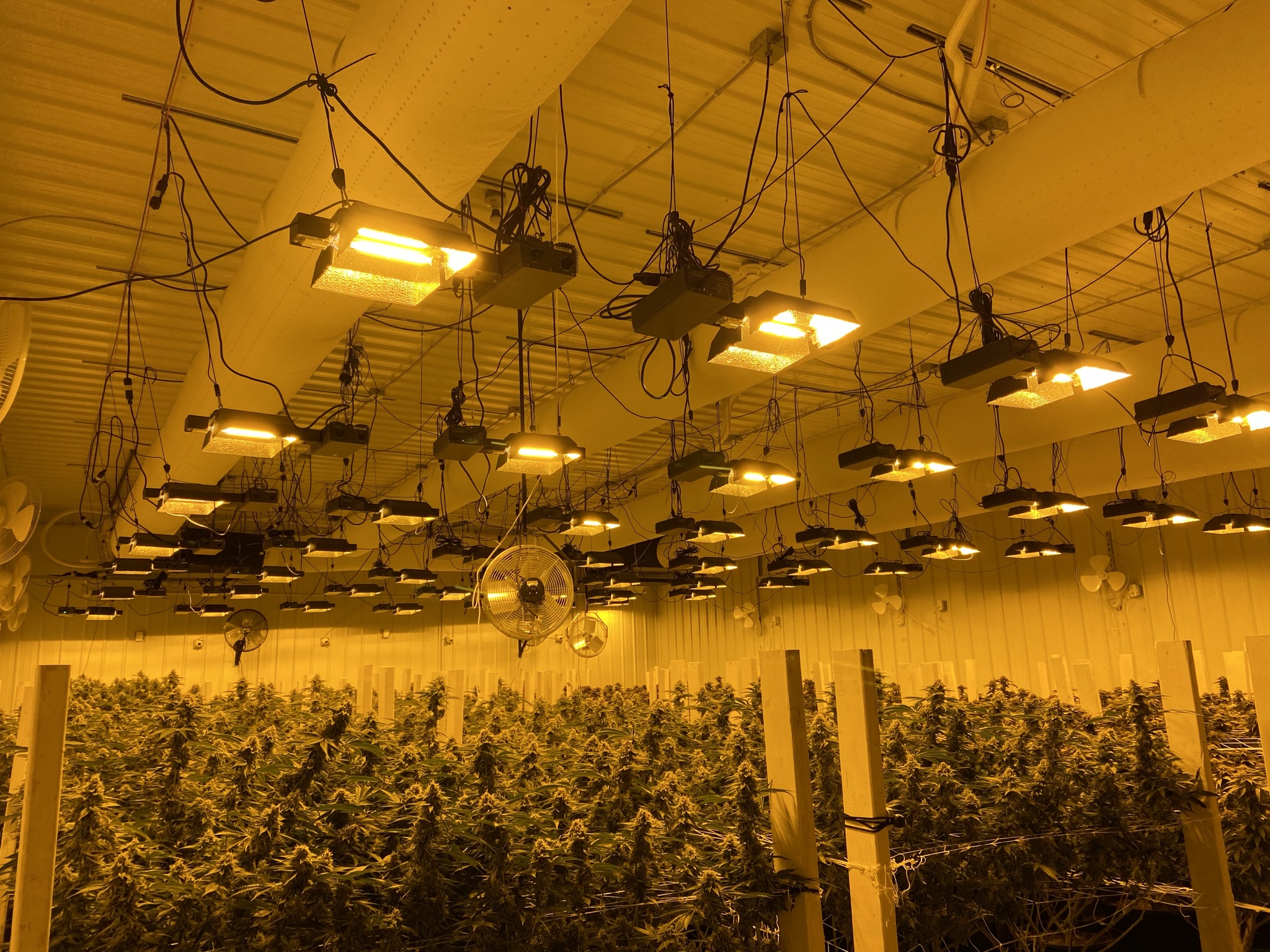 White air duct systems with fabric ducts installed inside a canabbis plantation, Real Leaf Solutions, Kalkaska, Michigan, USA, 2