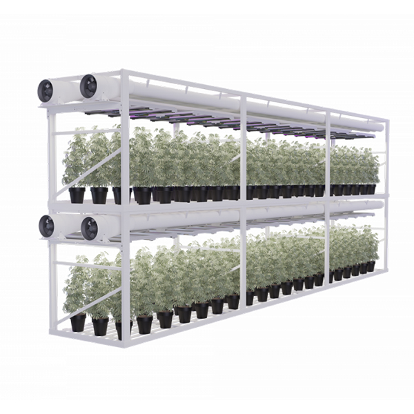Cannabis growing on a rackflow dispersion system, US