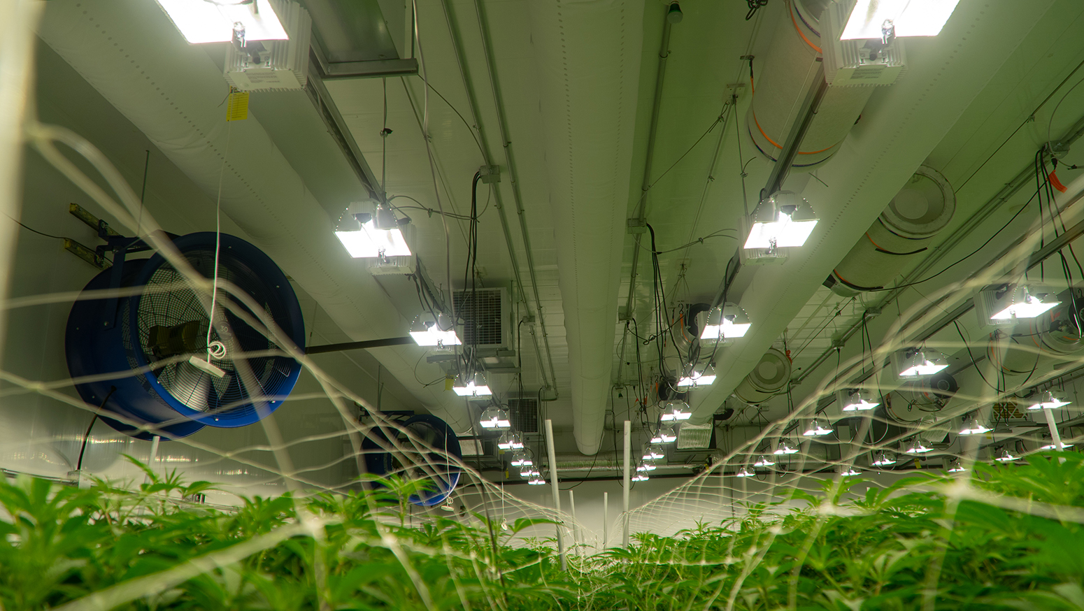White fabric air duct inside a cannabis grow house, US