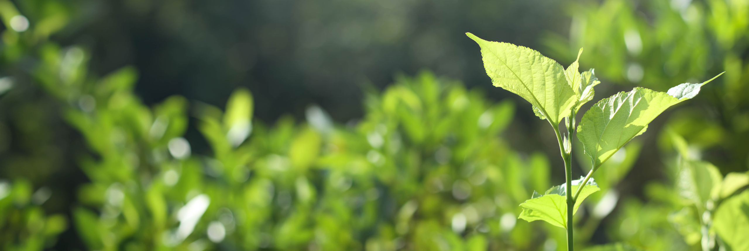 Tree sapling growing in a forest