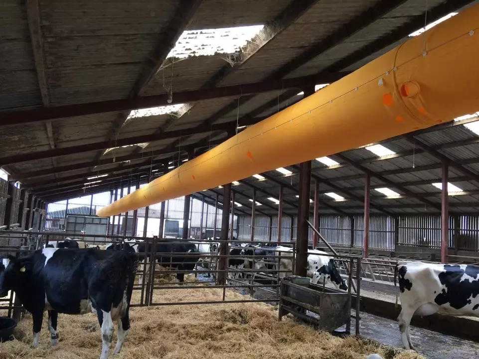 Yellow fabric duct for cows barns