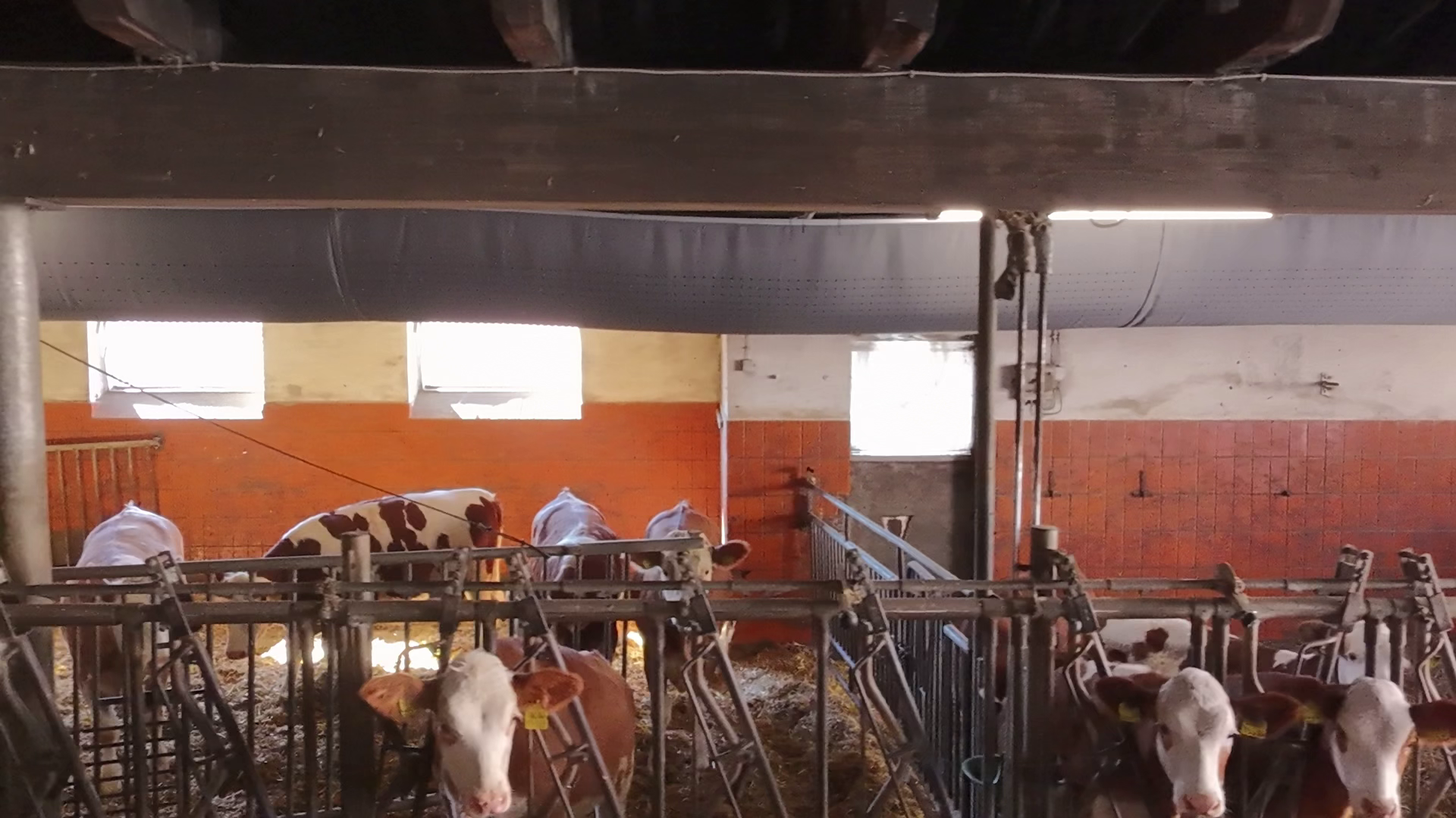 Cows are kept comfortable inside a barn due to barn ventillation with fabric ducts
