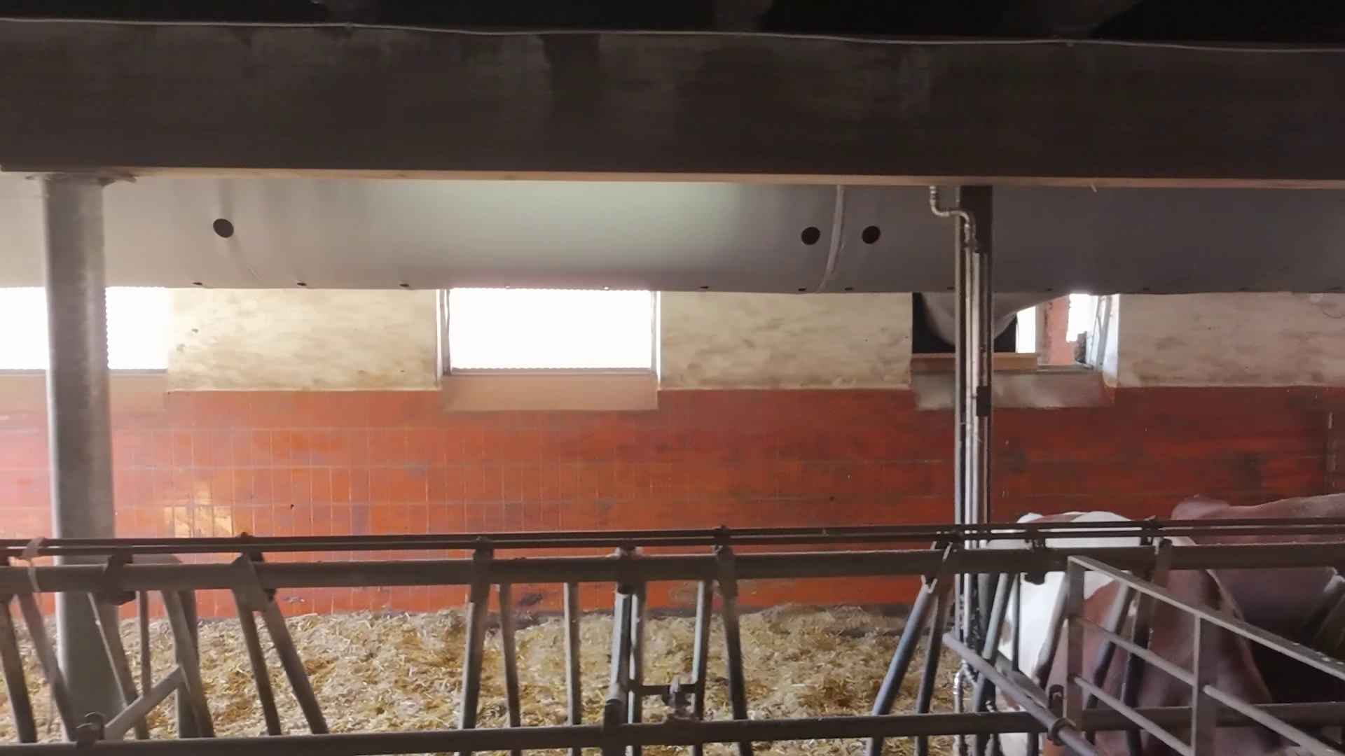 Grey ClimaBarn fabric duct mounted under the ceiling beams above calf pens in a brick barn