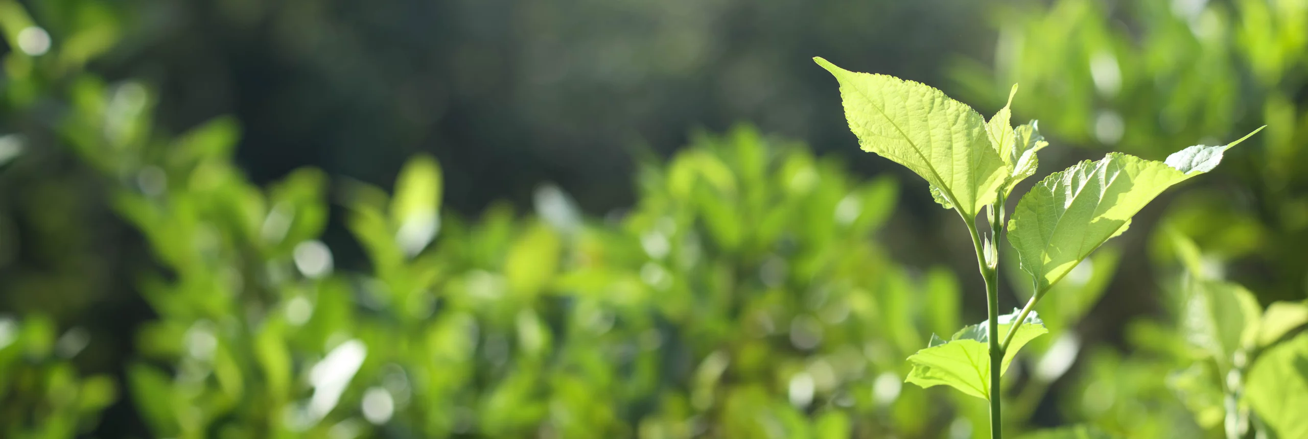 Tree sapling growing in a forest
